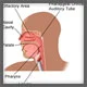 ENT (Ear, Nose, Throat)